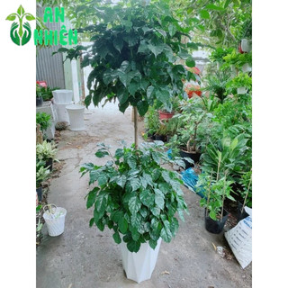 Chậu Cây Hạnh Phúc 2 Tầng(chậu nhựa)