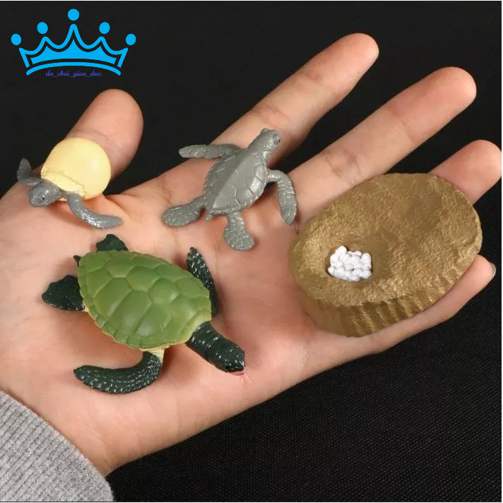 Mô hình vòng đời của rùa - Turtle life cycle