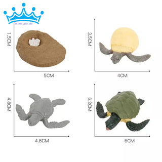 Mô hình vòng đời của rùa - Turtle life cycle