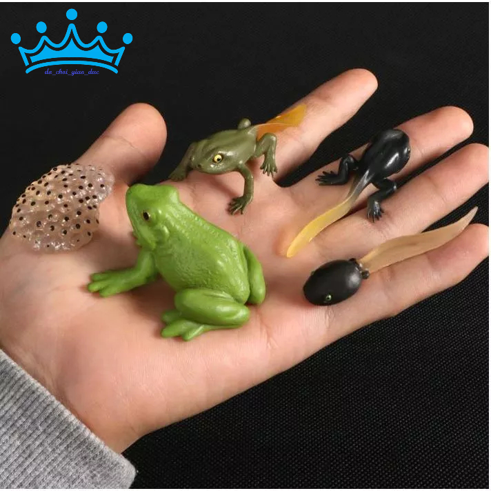 Mô hình vòng đời của ếch - Frog Life Cycle