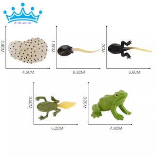 Mô hình vòng đời của ếch - Frog Life Cycle