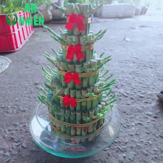 Phát Tài 5 Tầng Kèm Chậu