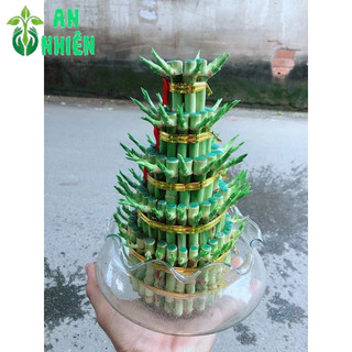 Phát Tài 5 Tầng Kèm Chậu