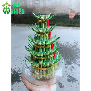 Phát Tài 5 Tầng Kèm Chậu