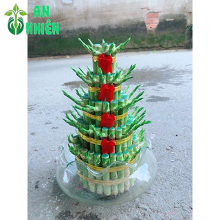 Phát Tài 5 Tầng Kèm Chậu