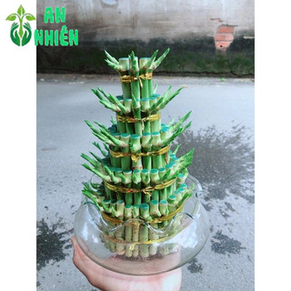 Phát Tài 5 Tầng Kèm Chậu