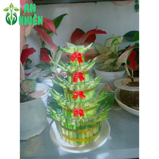 Phát Tài 5 Tầng Kèm Chậu