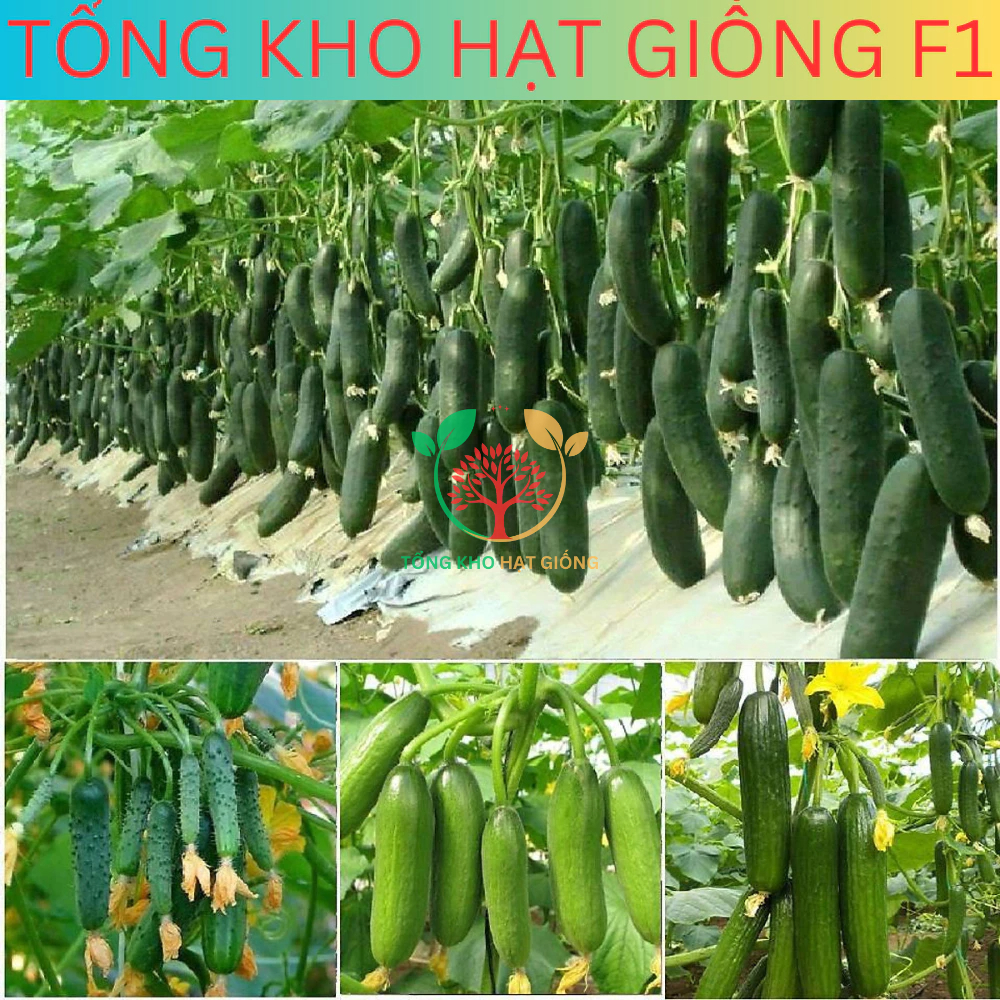 20 Hạt giống dưa chuột chùm siêu trái