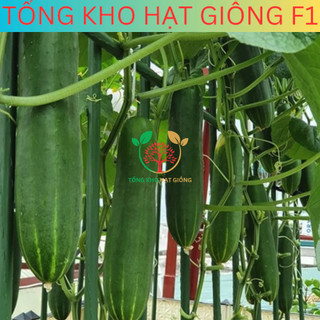 20 Hạt giống dưa chuột chùm siêu trái