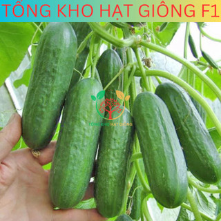 20 Hạt giống dưa chuột chùm siêu trái