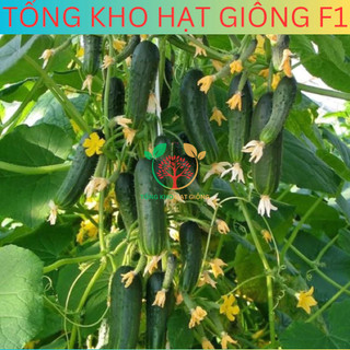 20 Hạt giống dưa chuột chùm siêu trái