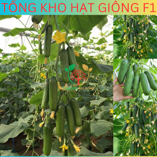 20 Hạt giống dưa chuột chùm siêu trái