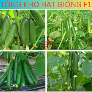 20 Hạt giống dưa chuột chùm siêu trái