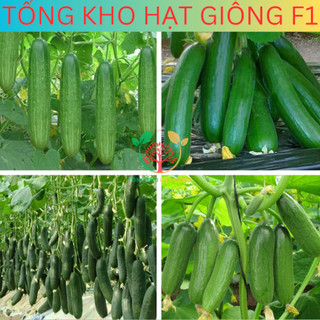 20 Hạt giống dưa chuột chùm siêu trái