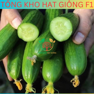 20 Hạt giống dưa chuột chùm siêu trái