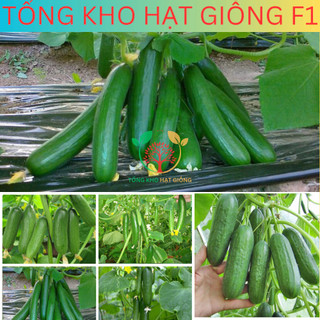 20 Hạt giống dưa chuột chùm siêu trái