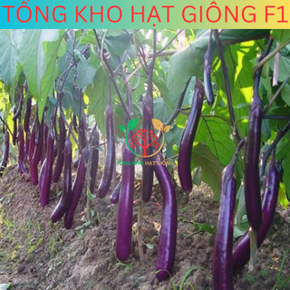 [30 Hạt] Hạt giống cà tím dài siêu trái ( tặng kèm phân bón )