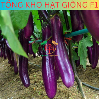 [30 Hạt] Hạt giống cà tím dài siêu trái ( tặng kèm phân bón )