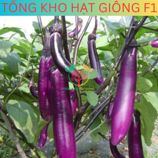 [30 Hạt] Hạt giống cà tím dài siêu trái ( tặng kèm phân bón )