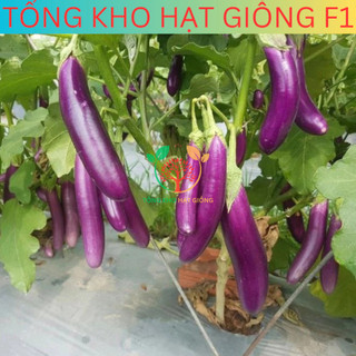 [30 Hạt] Hạt giống cà tím dài siêu trái ( tặng kèm phân bón )