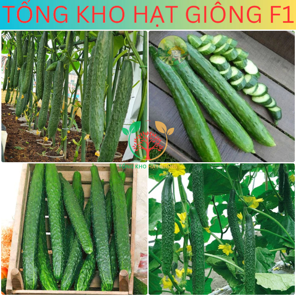 20 Hạt giống dưa chuột nhật siêu trái (tặng kèm phân)
