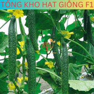 20 Hạt giống dưa chuột nhật siêu trái (tặng kèm phân)