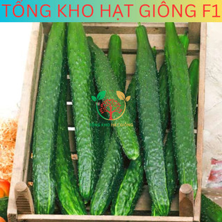 20 Hạt giống dưa chuột nhật siêu trái (tặng kèm phân)