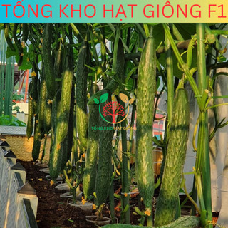 20 Hạt giống dưa chuột nhật siêu trái (tặng kèm phân)
