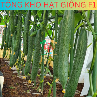 20 Hạt giống dưa chuột nhật siêu trái (tặng kèm phân)