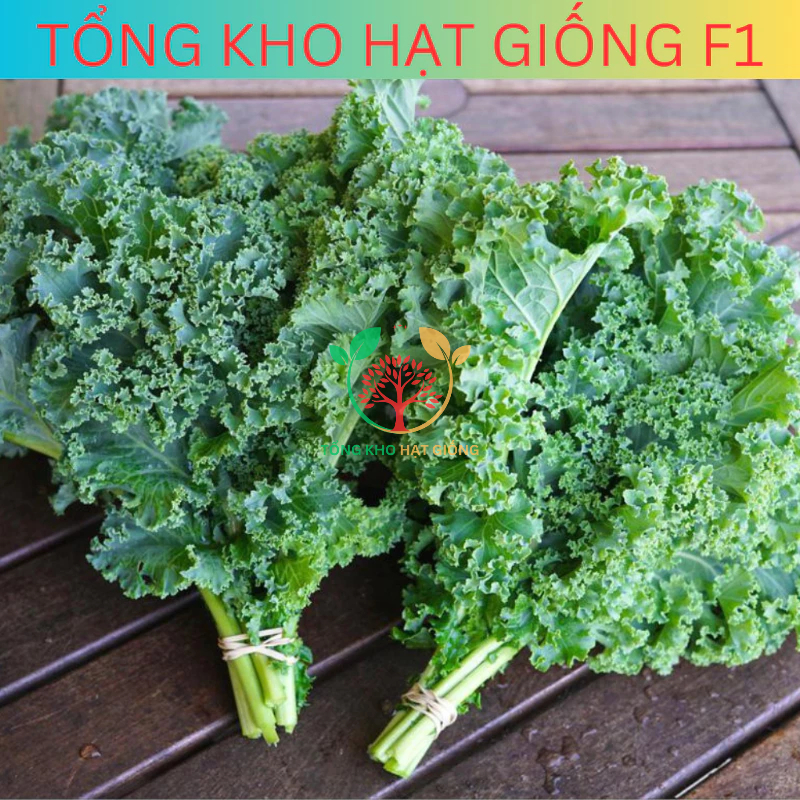 Hạt giống cải Kale xoăn xanh, cải kale xoăn tím dễ trồng năng suất cao (5gr)
