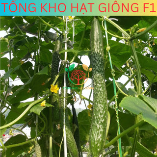 20 Hạt giống dưa chuột nhật siêu trái (tặng kèm phân)