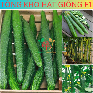 20 Hạt giống dưa chuột nhật siêu trái (tặng kèm phân)