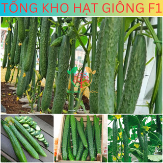20 Hạt giống dưa chuột nhật siêu trái (tặng kèm phân)