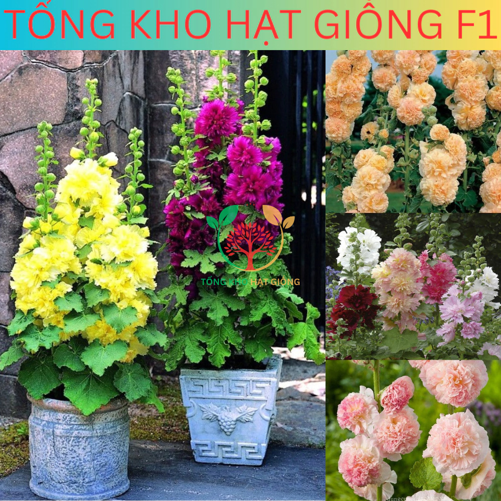 Hạt giống hoa Mãn đỉnh hồng kép đủ màu (Tặng kèm phân kích hoa) dễ trồng hoa quanh năm