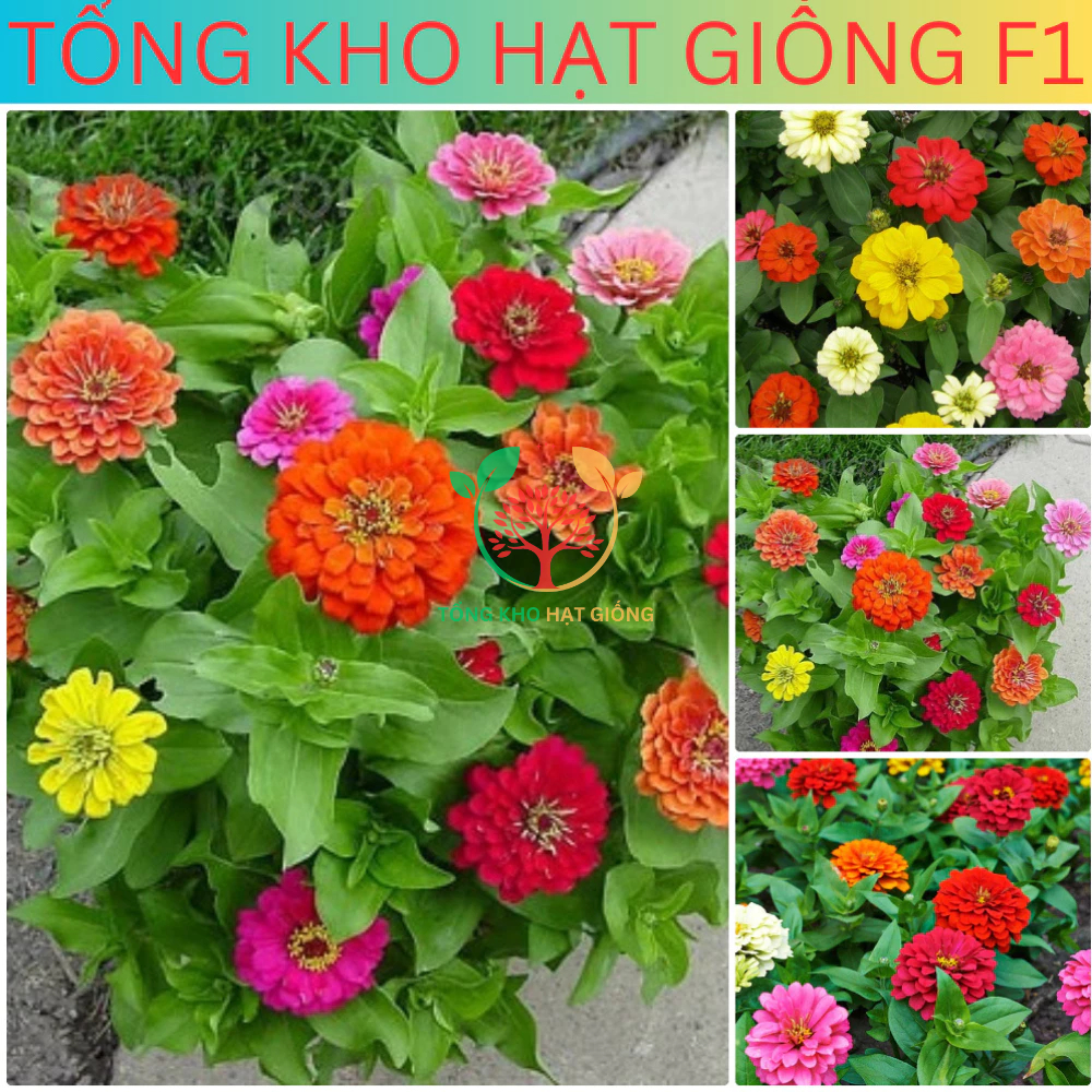 Hạt Giống Hoa Cúc Lá Nhám (tặng kèm phân) Tổng kho hạt giống f1