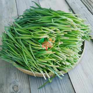 Hạt giống lá hẹ 100 hạt (tặng kèm kích mầm và phân bón)