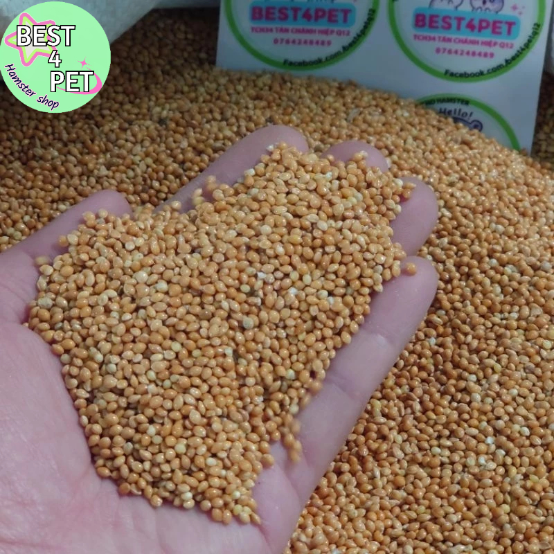 Hạt Kê Vàng thức ăn hamster 100G