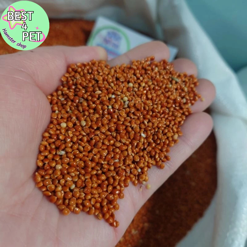 Hạt Kê Đỏ thức ăn hamster 100G