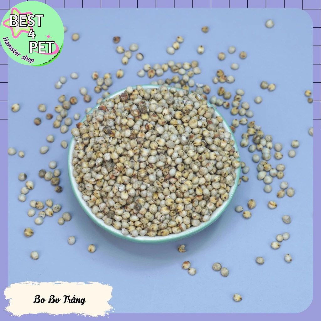 Hạt Bo Bo Trắng thức ăn hamster