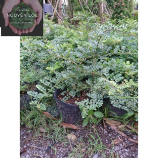 Cây cần thăng freestyle lá dùng trang trí bánh kem- Hoa kiểng Nguyễn Lộc- Cây giống chất lượng cao