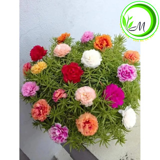 Hạt giống hoa mười giờ mix màu
