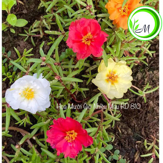 Hạt giống hoa mười giờ mix màu
