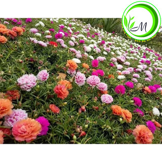 Hạt giống hoa mười giờ mix màu