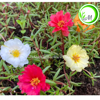 Hạt giống hoa mười giờ mix màu