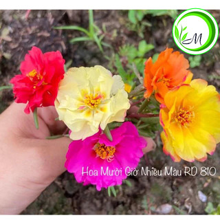 Hạt giống hoa mười giờ mix màu