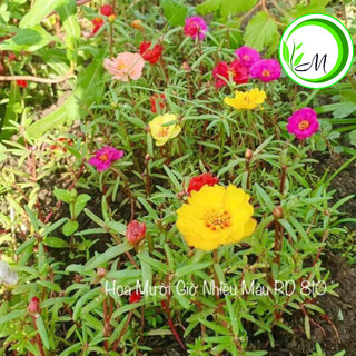 Hạt giống hoa mười giờ mix màu