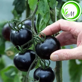 Hạt giống cà chua cherry đen