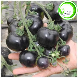 Hạt giống cà chua cherry đen