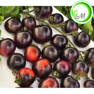 Hạt giống cà chua cherry đen