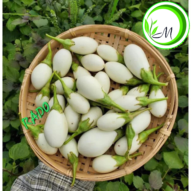 Hạt giống Cà trứng ngỗng 0.5g